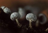 Physarum album image