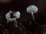 Physarum album image