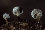 Physarum album image