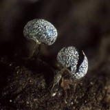 Physarum album image