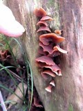 Dacryopinax elegans image