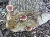 Ganoderma sessile image