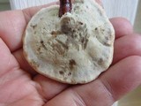 Ganoderma sessile image