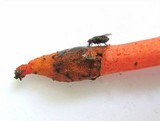 Mutinus elegans image
