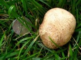 Scleroderma bovista image