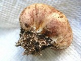 Scleroderma bovista image