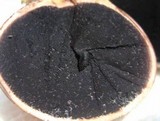 Scleroderma bovista image