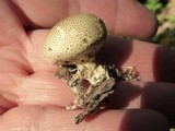 Scleroderma areolatum image