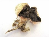 Scleroderma areolatum image