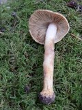 Inocybe assimilata image