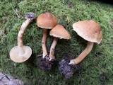 Inocybe assimilata image