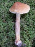 Inocybe assimilata image