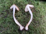 Inocybe assimilata image