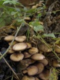 Psathyrella piluliformis image