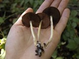 Psathyrella piluliformis image