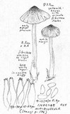 Inocybe nitidiuscula image