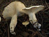 Leucopaxillus albissimus image