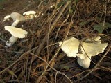 Leucopaxillus albissimus image