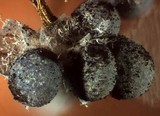 Badhamia utricularis image
