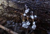 Badhamia utricularis image