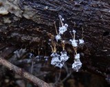 Badhamia utricularis image