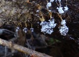 Badhamia utricularis image