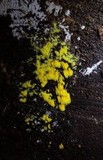 Mucronella flava image