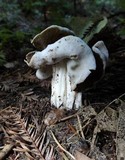 Helvella maculata image