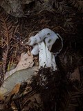 Helvella maculata image