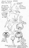 Simplicillium lamellicola image