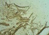 Tricholoma terreum image