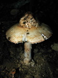 Amanita volvata image