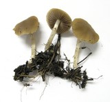 Psathyrella ellenae var. yubaensis image