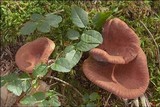 Lactarius camphoratus image