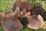 Lactarius camphoratus image