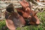 Lactarius camphoratus image