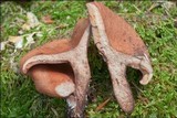 Lactarius camphoratus image