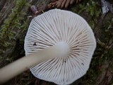 Mycena galericulata image