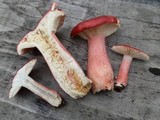 Russula sanguinaria image