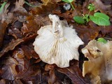 Lyophyllum decastes image