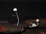 Mycena chloroxantha image
