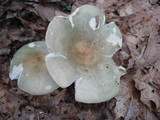 Russula variata image