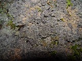 Pannaria rubiginosa image