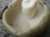 Russula variata image