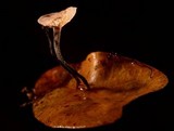 Gymnopus quercophilus image