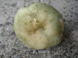 Russula variata image