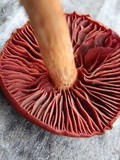 Cortinarius smithii image