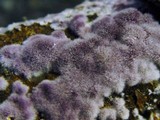 Porostereum crassum image