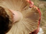 Russula xerampelina image