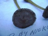 Mycena rutilantiformis image